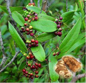 药师说药凉茶,中医谈龟苓膏