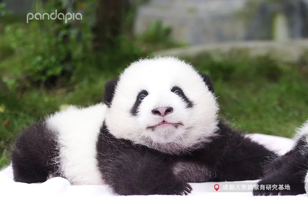 熊猫拍照怎么拍出高级感,熊猫拍照拍摄姿势
