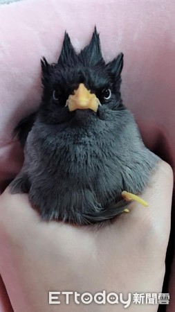 家里养了56只企鹅,家里养了一个企鹅宝宝是什么体验