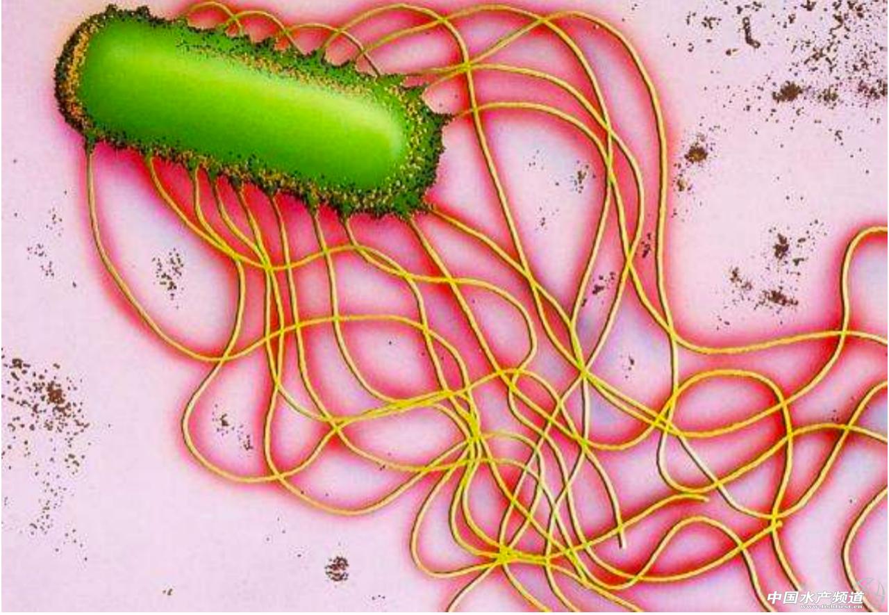 有关沙门氏菌的视频,沙门氏菌介绍