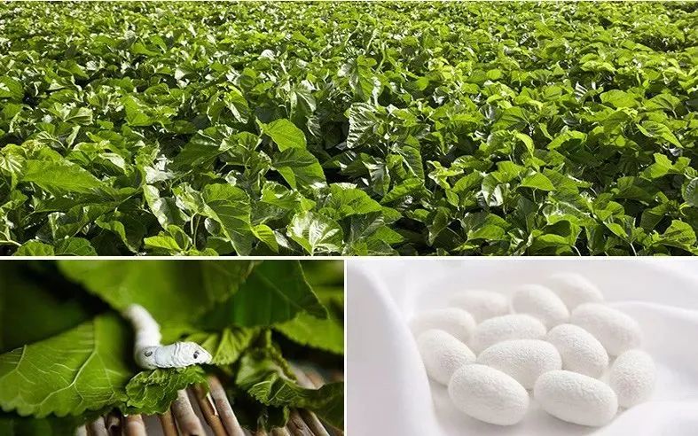 蚕丝被曝光事件,蚕丝被真相图片