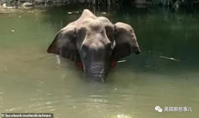 怀孕母象遭喂食藏火药,怀孕母象吃炸弹菠萝