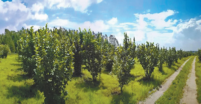 一颗好吃的榛子,大榛子小榛子哪个好吃