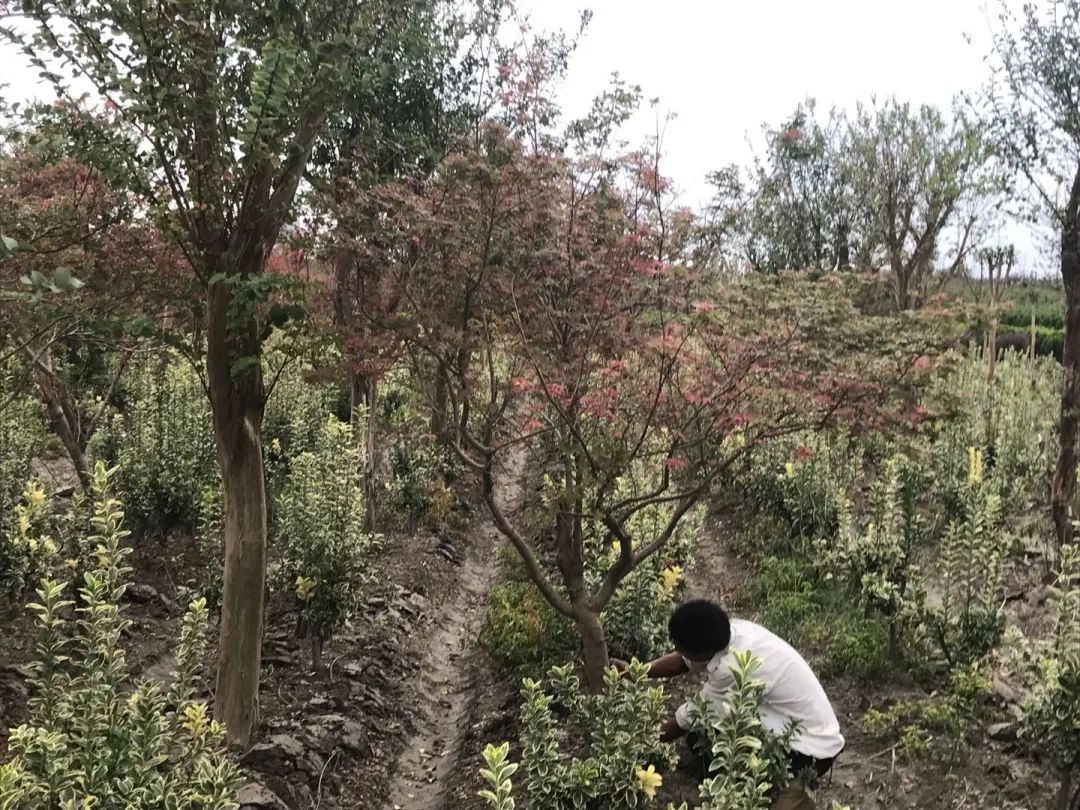 保亿湖风雅园合院杭州,探索杭州豪宅