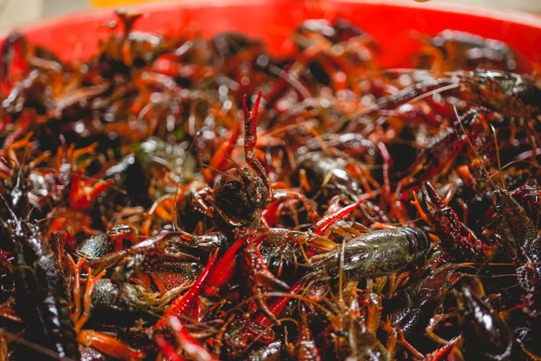 印度街头爆款小吃大全,13个爆款街头小吃创业项目pdf