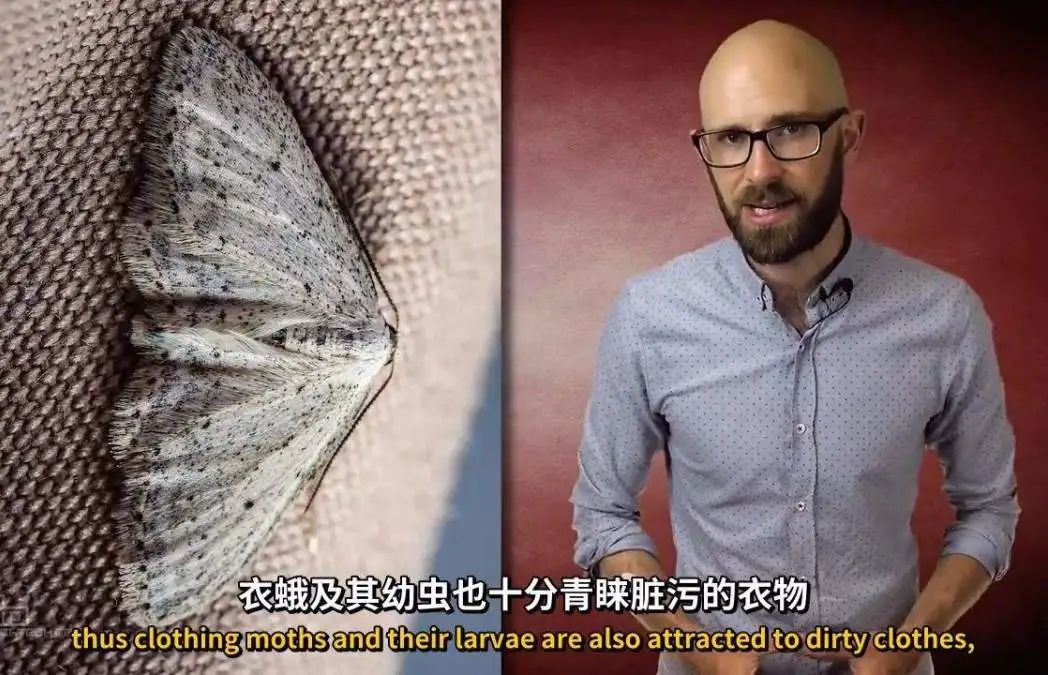 每天在家里抓10多只虫,每天在家里抓10只虫子