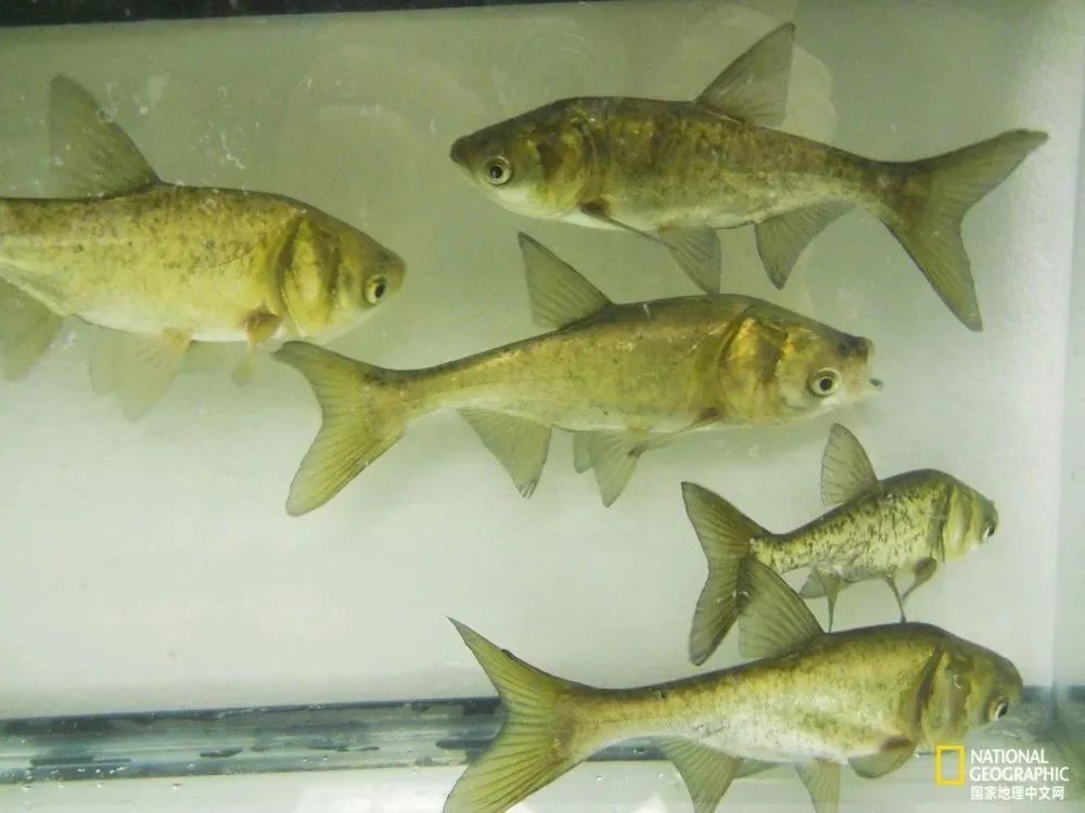 芒种至仲夏始人生丰收时,芒种至仲夏始介绍