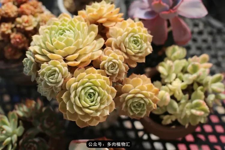 专注于自己喜欢的事情,专注于自己喜爱的事情