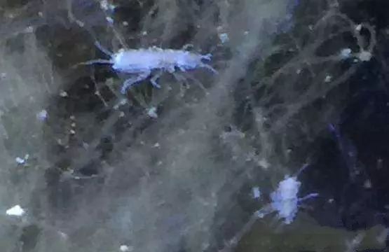 活石掉的粉末有害吗,活石里面虫子会寄生小鱼吗