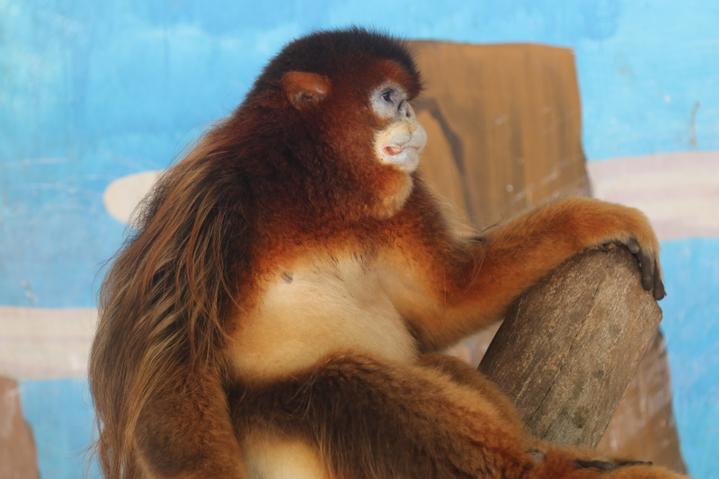 杭州野生动物世界猴子,小萌娃小国宝