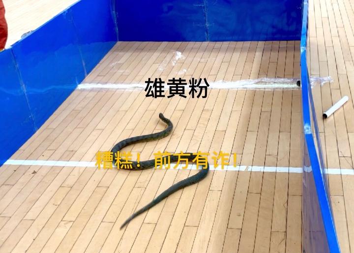 风油精比雄黄更有效驱蛇,大蒜风油精驱蛇原理