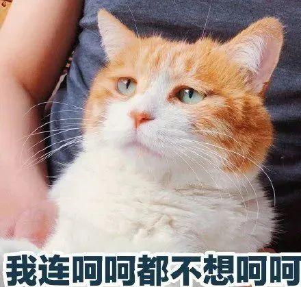 黄金藏红花的神秘面纱,有黄金花之称的特级藏红花