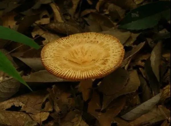 3年放倒2818人，致死53人！它好毒，它好毒，它好毒毒毒毒毒……