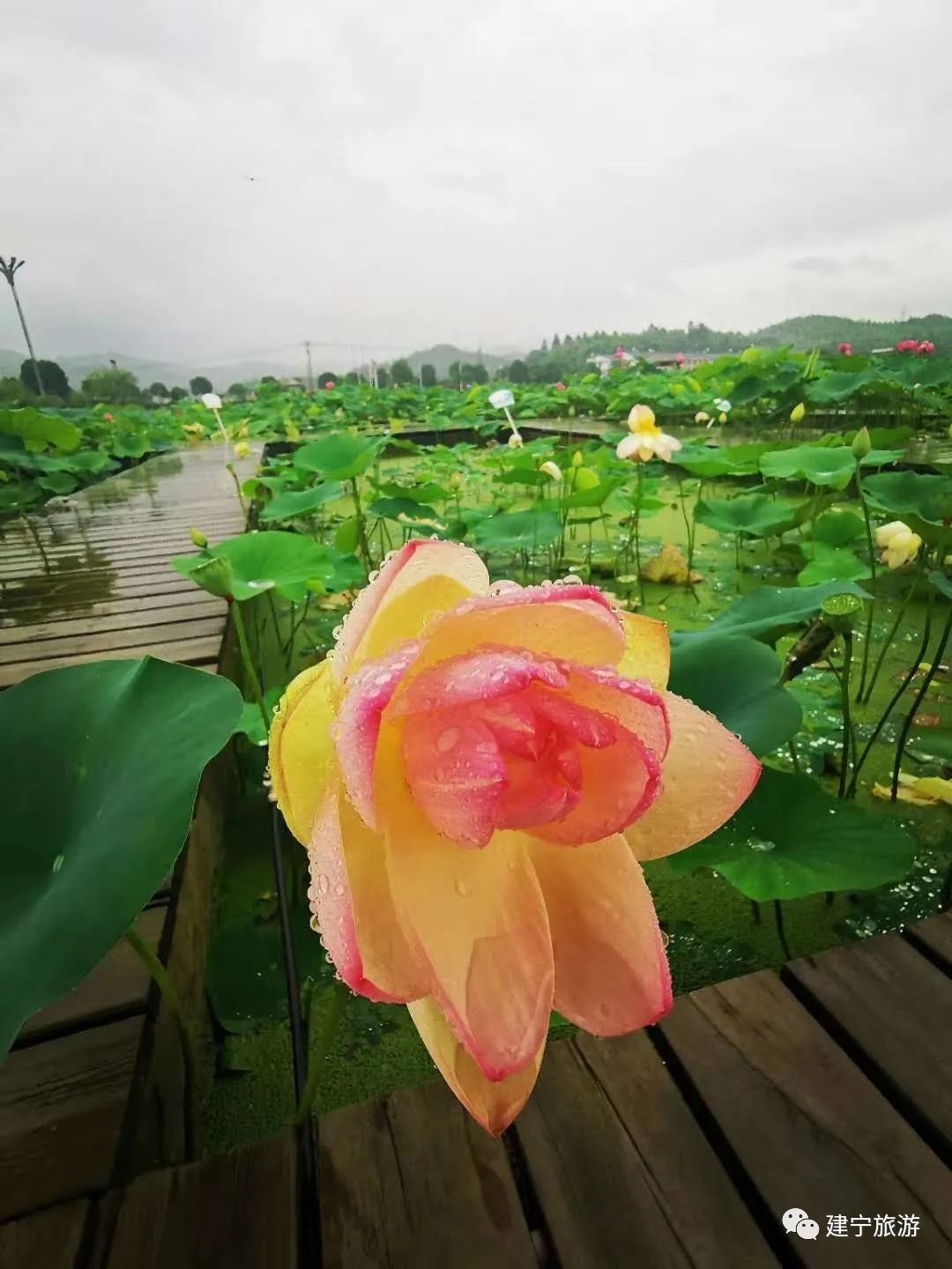 在三明夏天去哪玩,三明荷花最佳观赏地