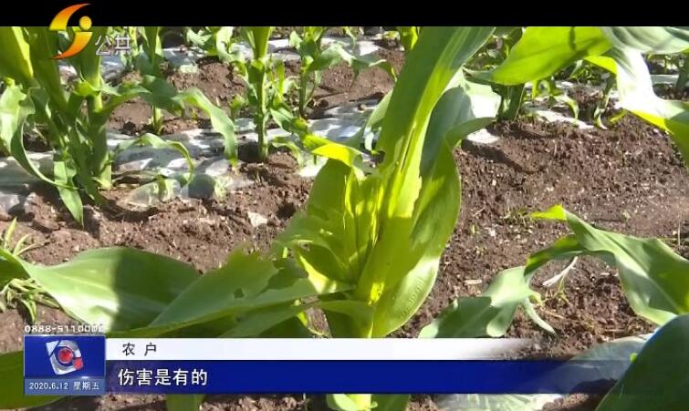 农村玉米被虫子害,玉米地里的虫子蛰到了怎么办