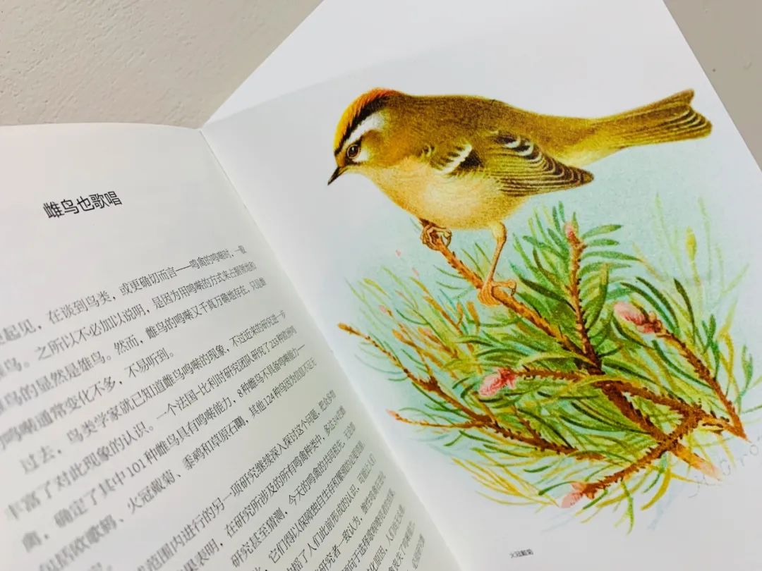 当嘲鸫飞过我的花园——《花间鸟语》的世界