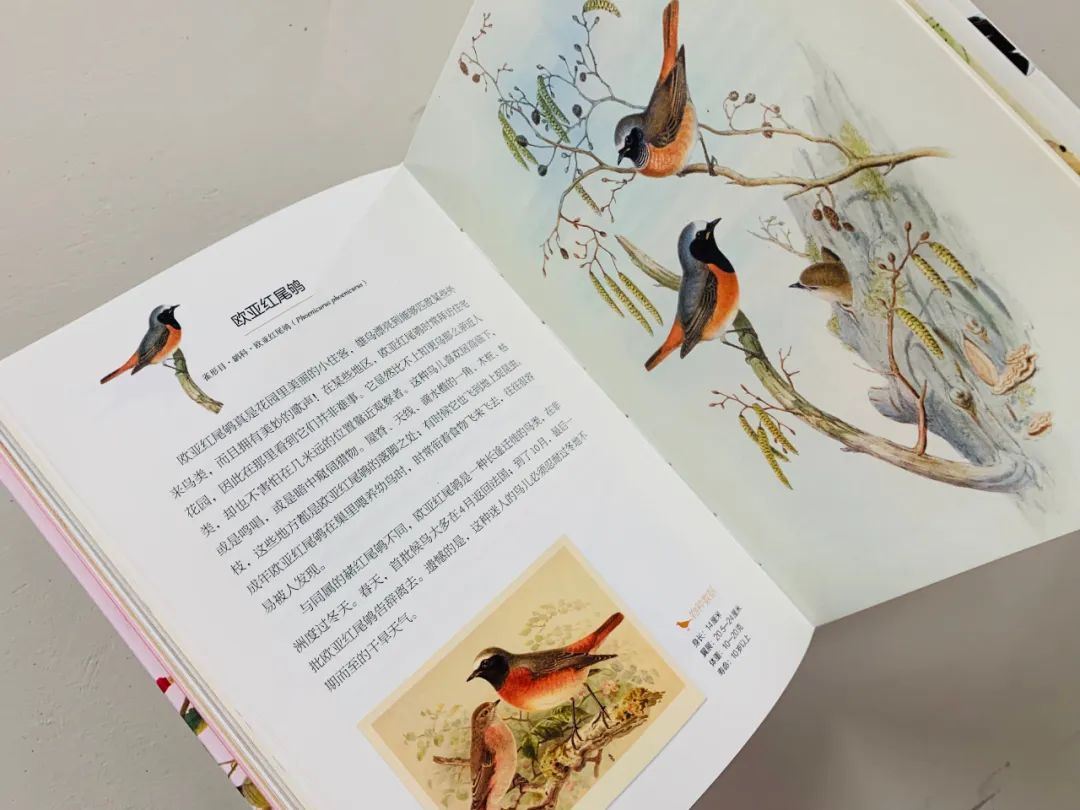 当嘲鸫飞过我的花园——《花间鸟语》的世界