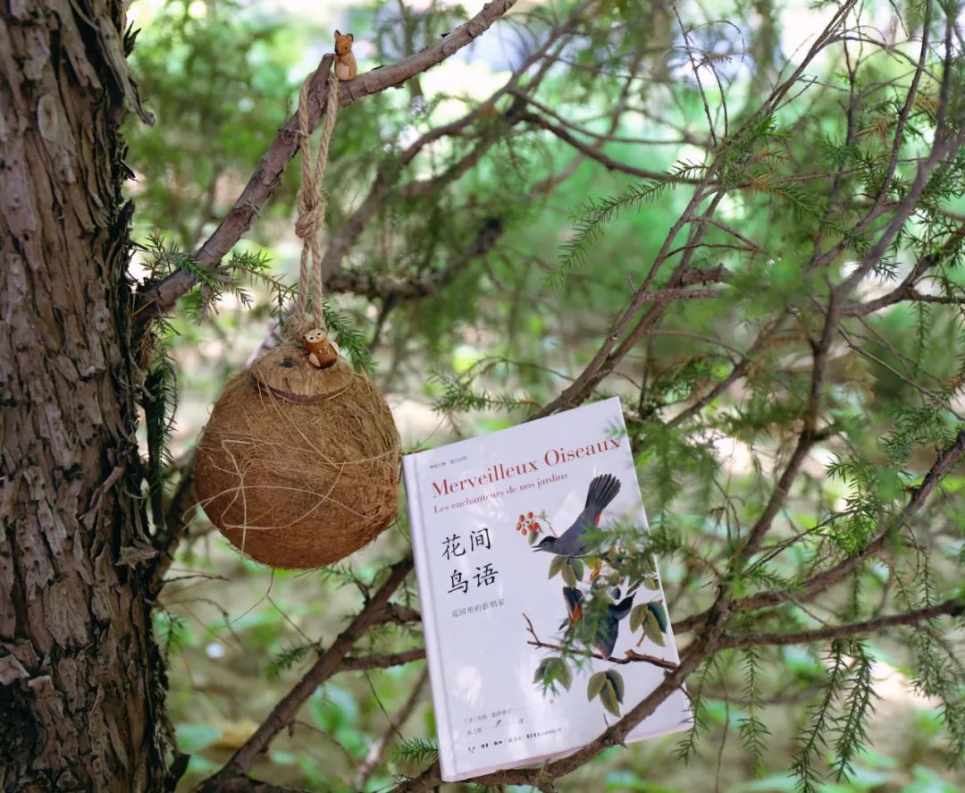 当嘲鸫飞过我的花园——《花间鸟语》的世界