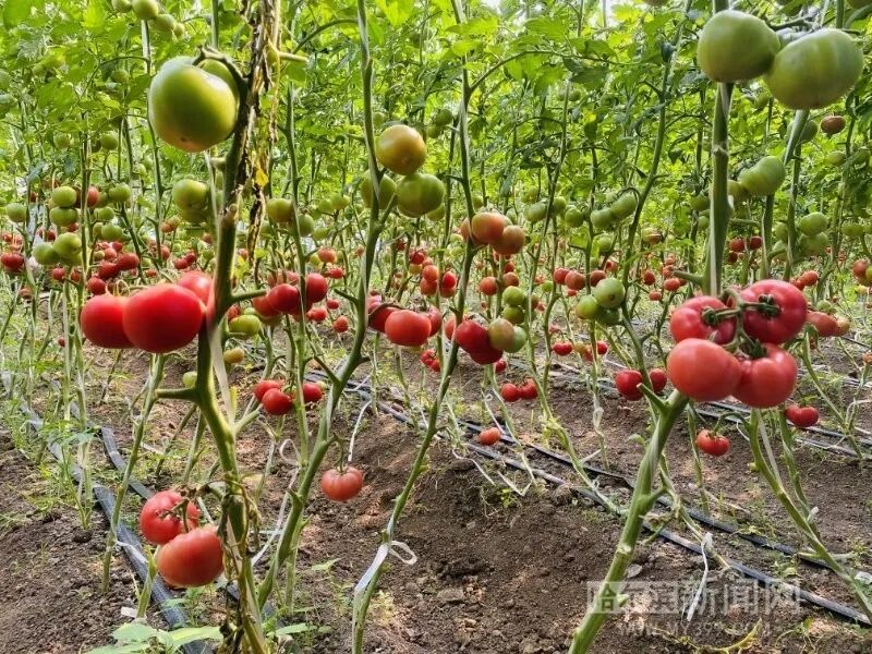 桦树村的菜熟了|村里建起配送车队,乡亲们有了产业