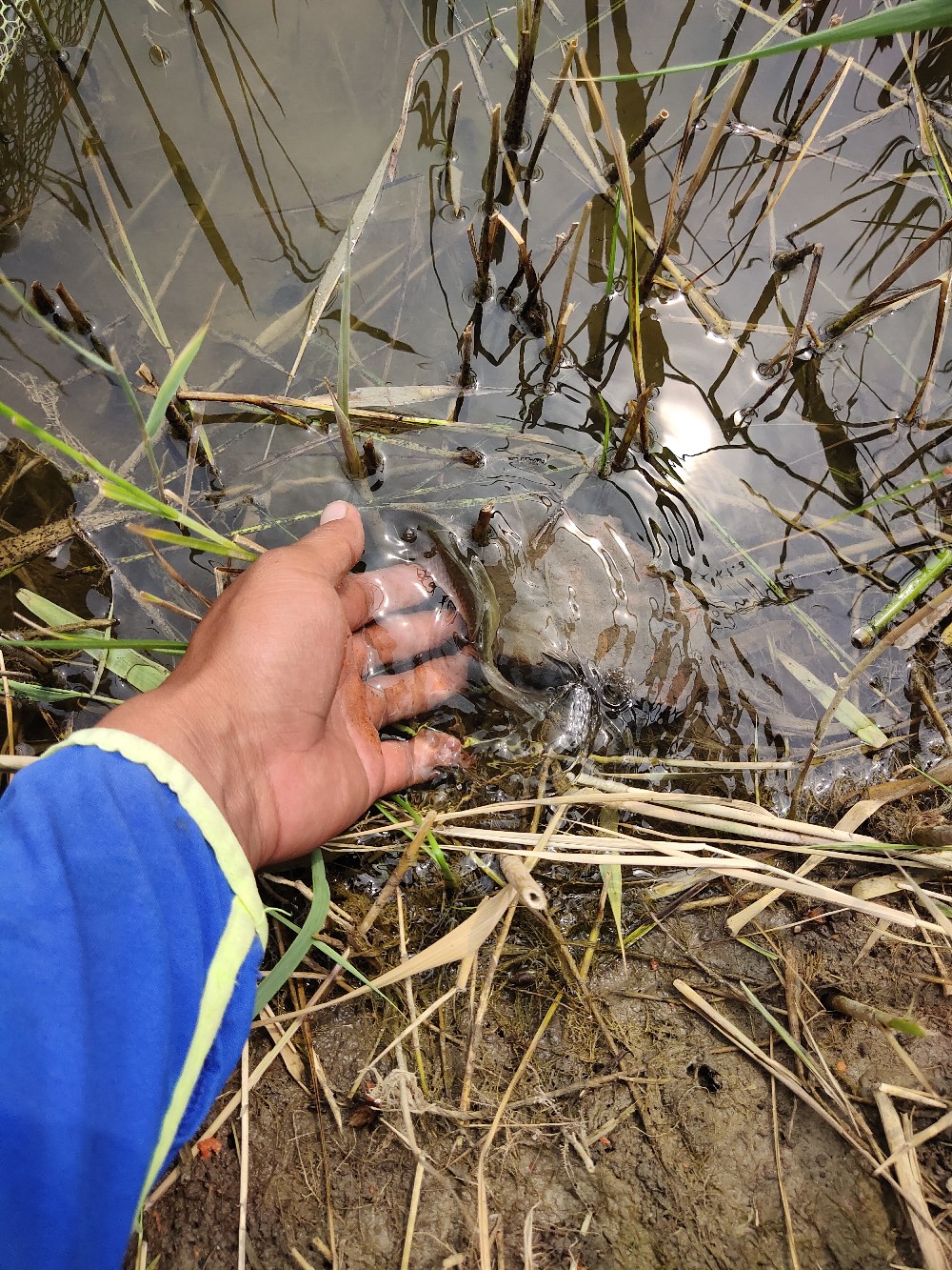 野钓水底有水草调漂最佳方法,野钓水底有枯水草