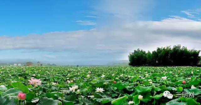 在三明夏天去哪玩,三明荷花最佳观赏地