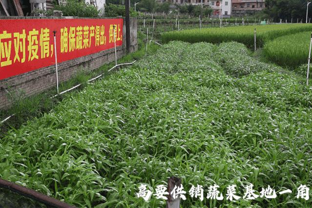 暑假肇庆旅游攻略,带上行囊出发吧