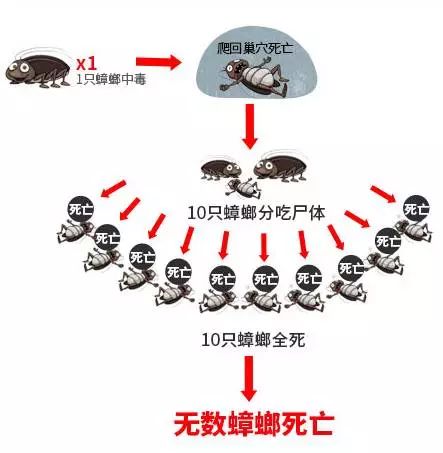 灭蟑螂的最好方法彻底消灭蟑螂,灭蟑螂的最好方法家里有很多蟑螂