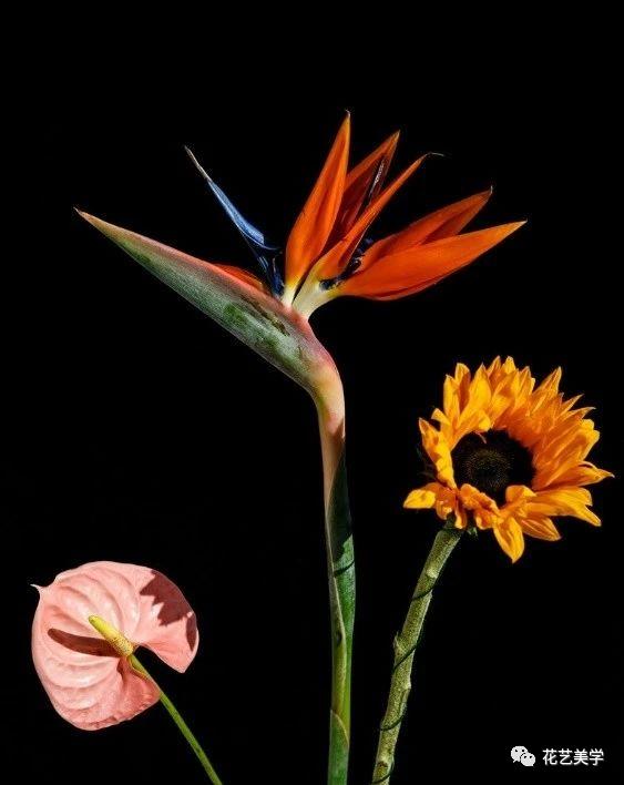 节日丨父亲节，除了向日葵还能送啥花