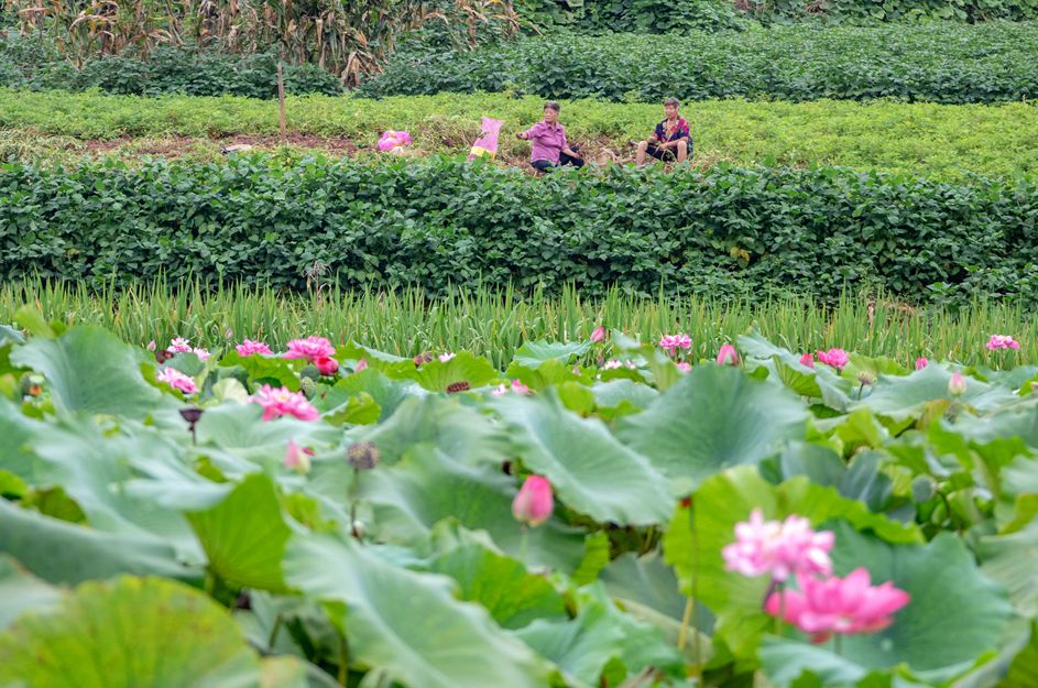 多彩新区|贵平，在那桃花盛开的地方！
