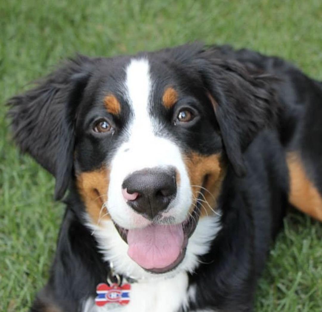 盘点二十种忠爱满世界的萌犬,可爱治愈系萌犬