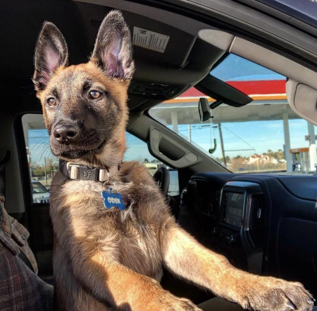 萌犬百科全集,盘点二十种忠爱满世界的萌犬