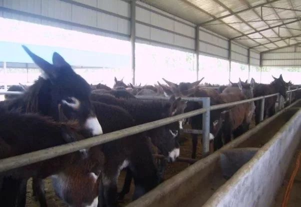 农村养殖什么最赚钱鸡鸭猪羊,在农村种植或养殖什么比较赚钱