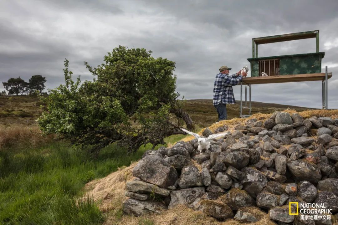 迪拜酋长养的动物,迪拜酋长养的土豪鸟