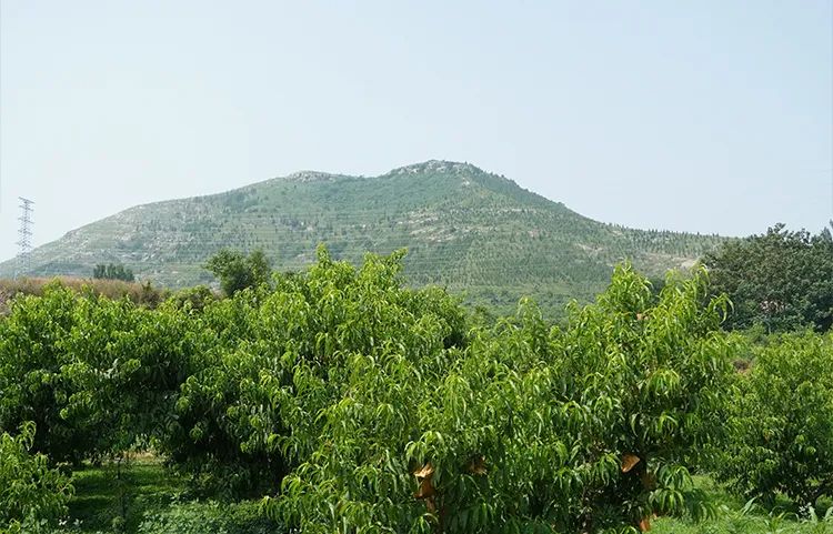 16°香甜，一*爆口**汁，称霸整个夏天的“蜜桃之王”来了