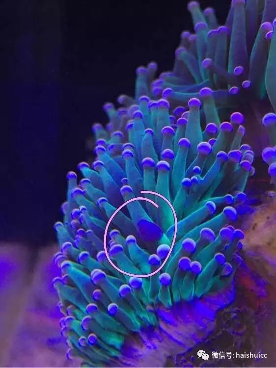 活珊瑚的正确养殖方法,姬珊瑚的养殖方法和注意事项
