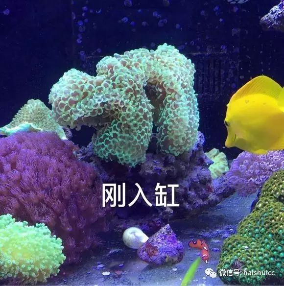 活珊瑚的正确养殖方法,姬珊瑚的养殖方法和注意事项