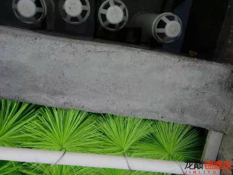 锦鲤池建造施工过程,楼顶怎么施工建锦鲤池