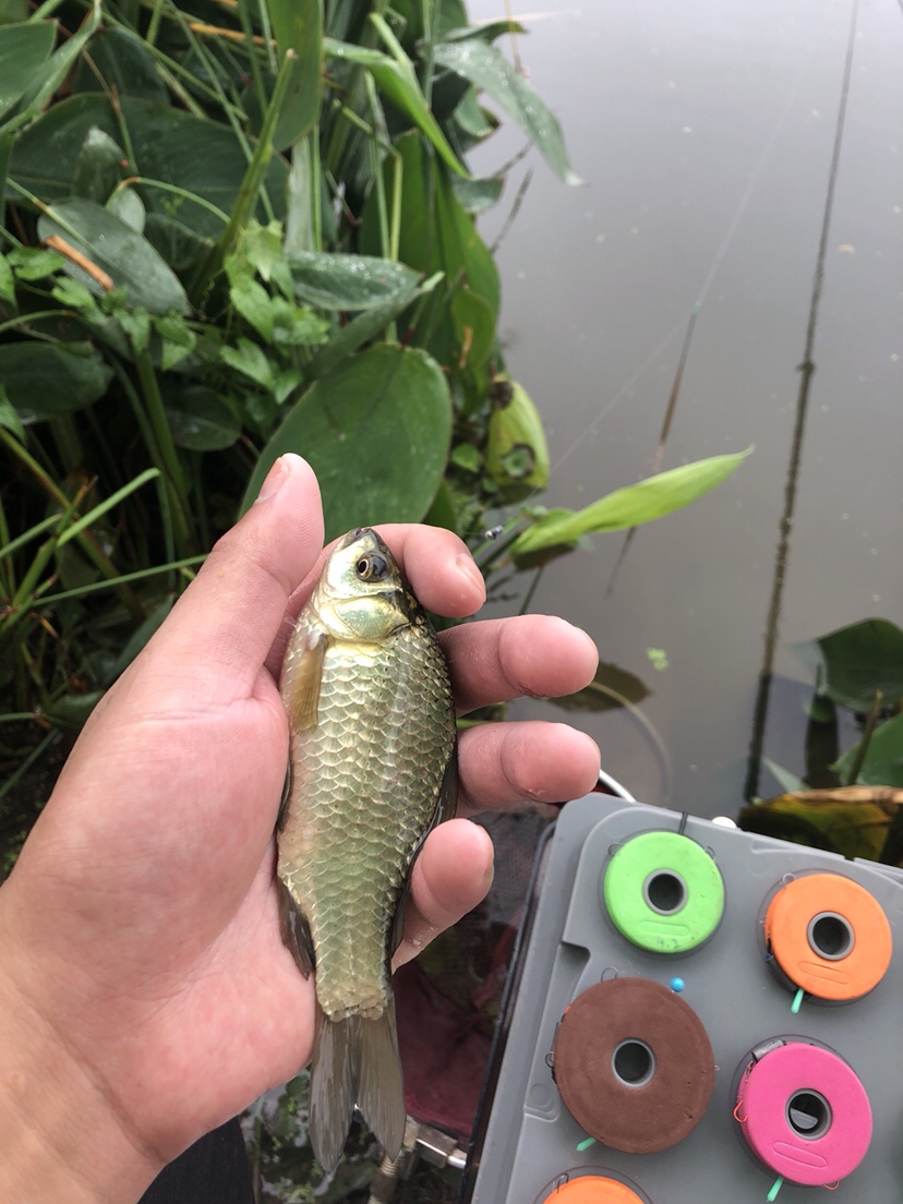 野钓偷瞄隔壁老师傅，没有对比就没有伤害