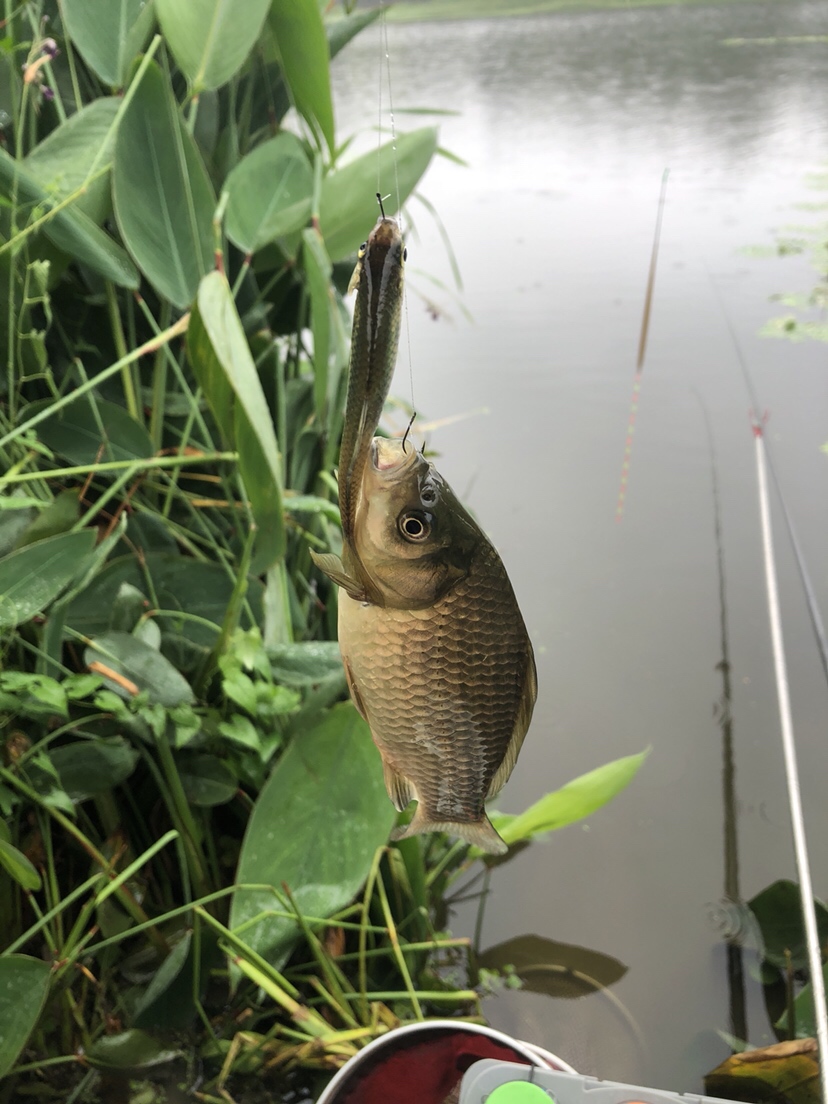 野钓偷瞄隔壁老师傅，没有对比就没有伤害