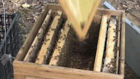 蜂农找蜂蜜销路,养蜂人蜂蜜滞销怎么办