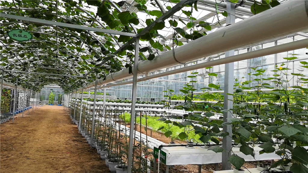 新手如何搞农业,外行人怎么做农业