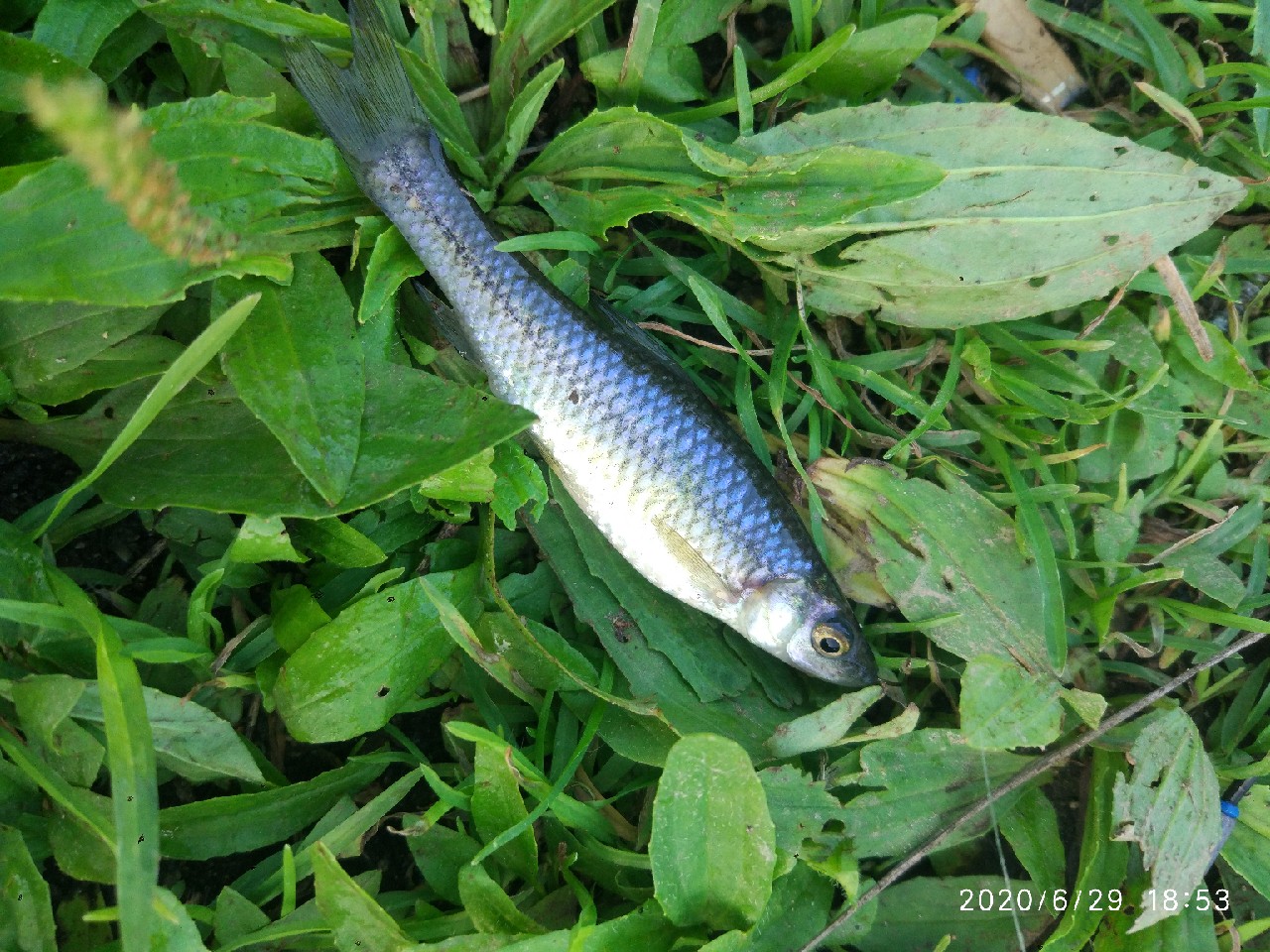 春季雨后初晴钓鱼钓深还是钓浅,雨后钓鱼情况
