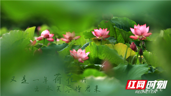 视频｜湖南娄底：出水芙蓉待君来