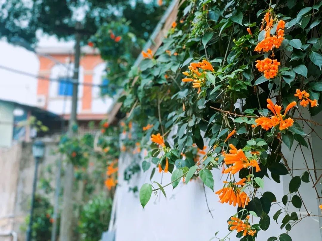 鼓浪屿超美风景,鼓浪屿排名前十名