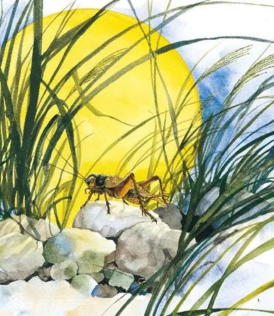 法布尔昆虫记意大利蟋蟀读后感悟,法布尔昆虫记蟋蟀篇