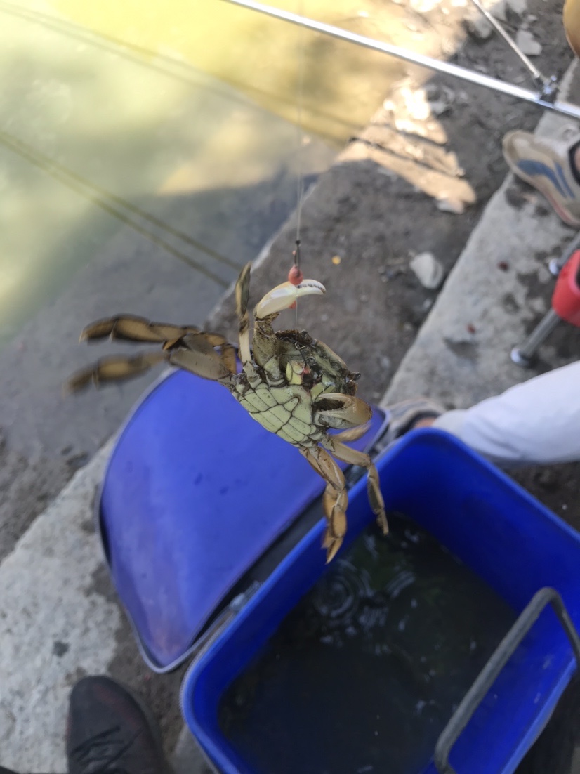 近水楼台先得“鱼”，一不小心成蟹老板