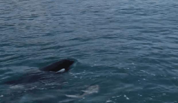 虎鲸饿起来为何连亲戚都吃,虎鲸投喂食物