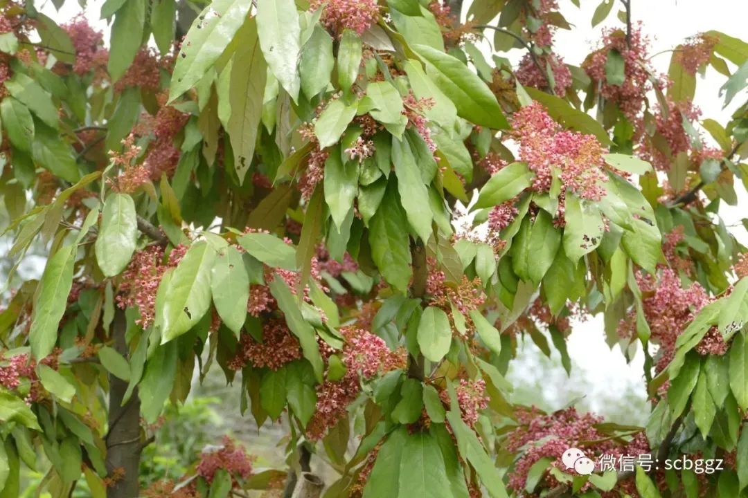 银叶树有哪些,能在水里生长的陆地植物