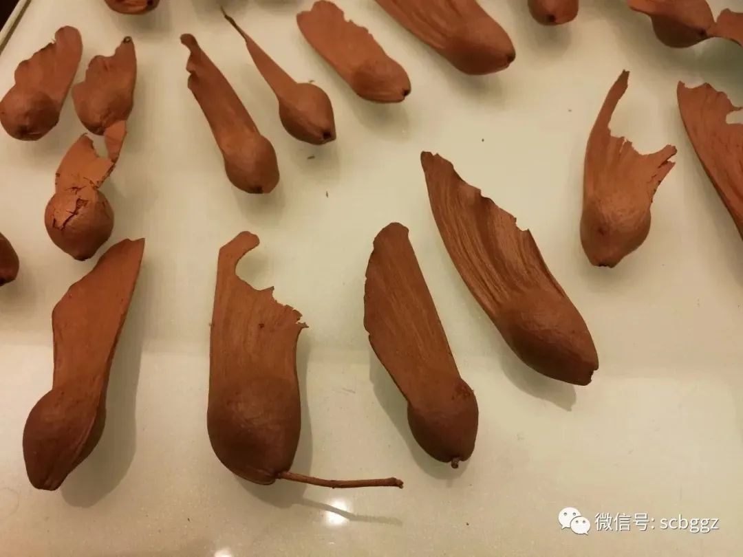 银叶树有哪些,能在水里生长的陆地植物