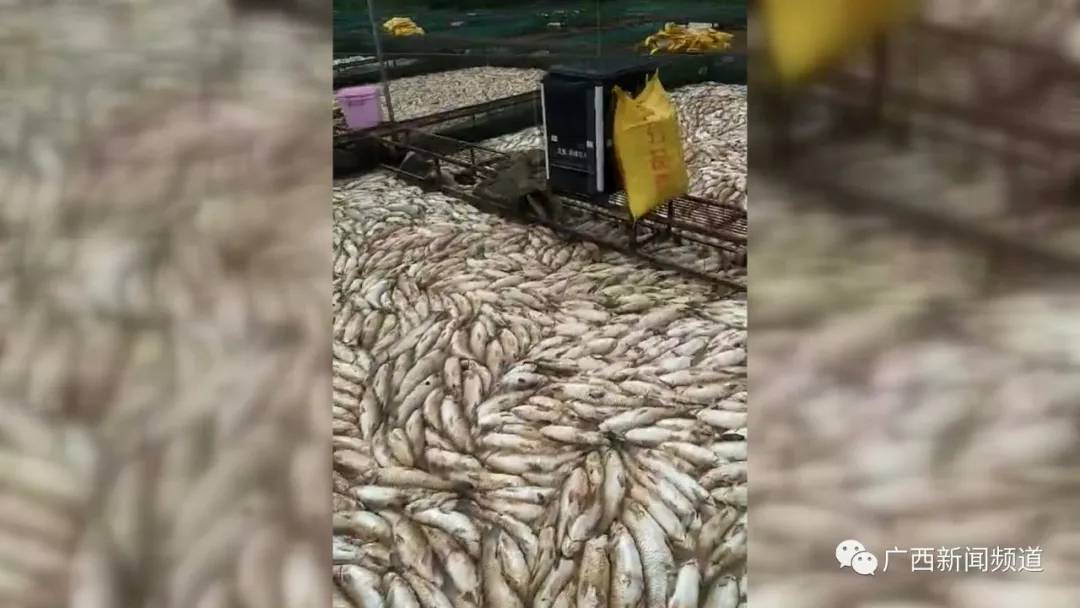广西鱼死亡事件,广西一养殖户称数万斤鱼离奇死亡